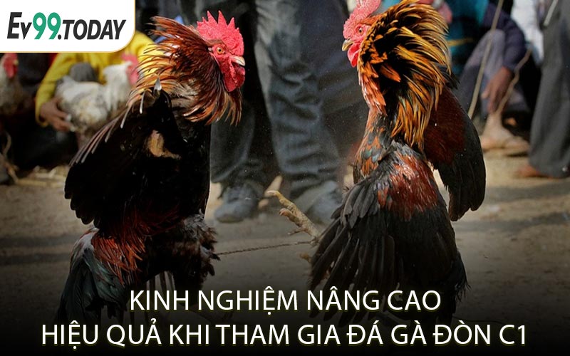 Kinh nghiệm nâng cao hiệu quả khi tham gia đá gà đòn C1
